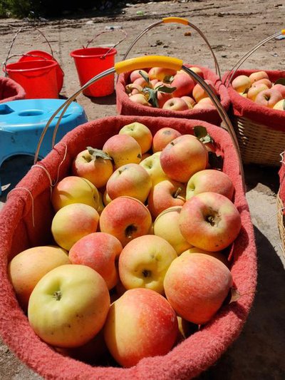Chinese Paper Bagged Gala Apple Export suppliers