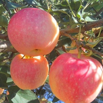 fuji apple with carton factory